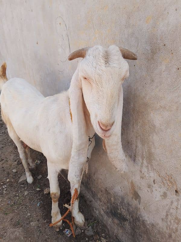 teda or gulabi or betal bakri or tapri 7