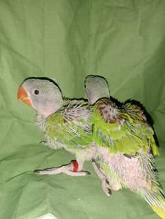 Raw parrot chicks for sale