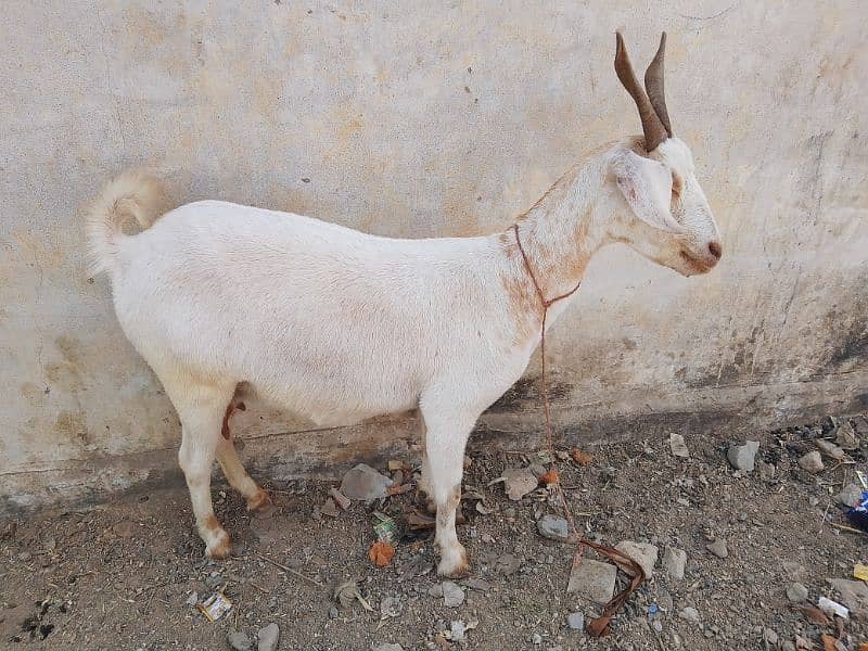 teda or gulabi or betal bakri or tapri 10