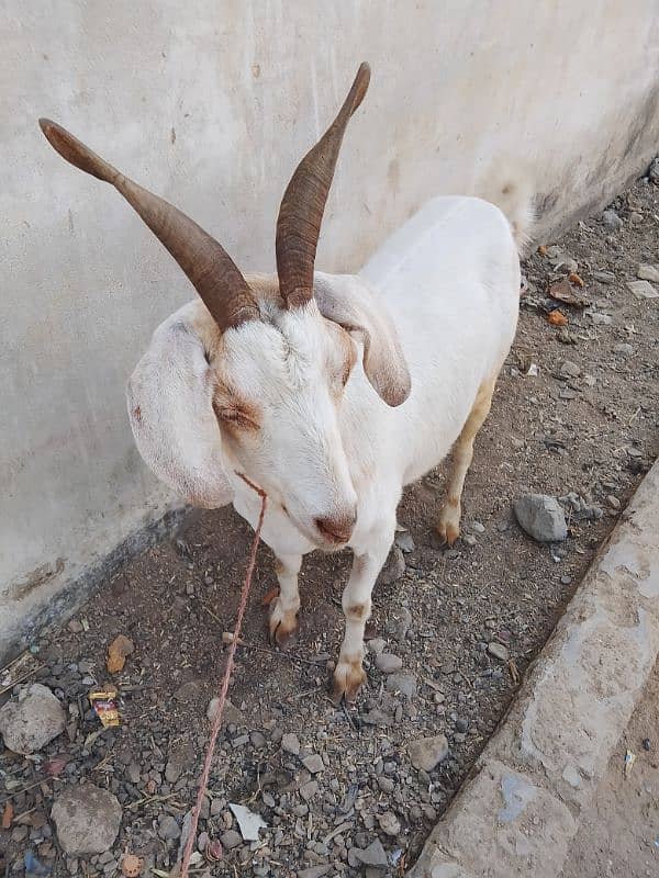 teda or gulabi or betal bakri or tapri 11