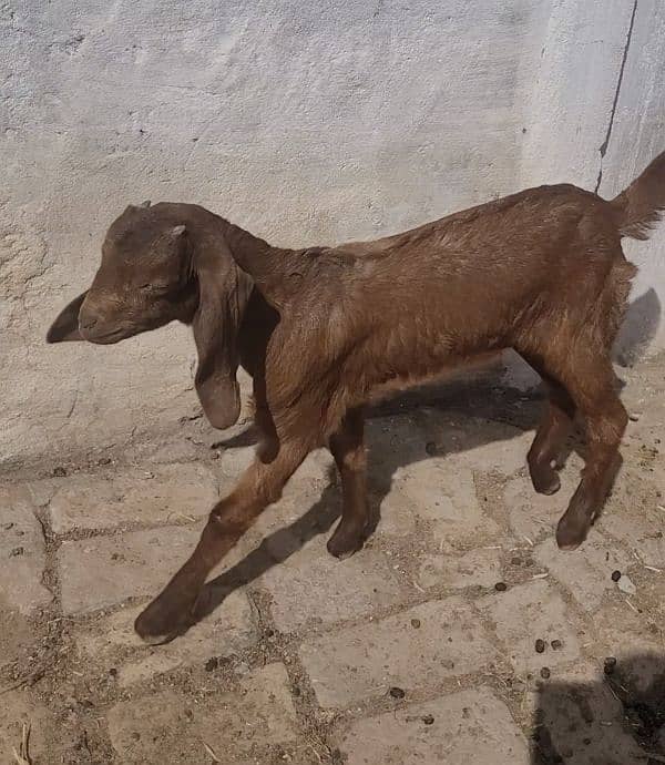 17 Healthy Teddy Goats - Farm Closing down sale 2