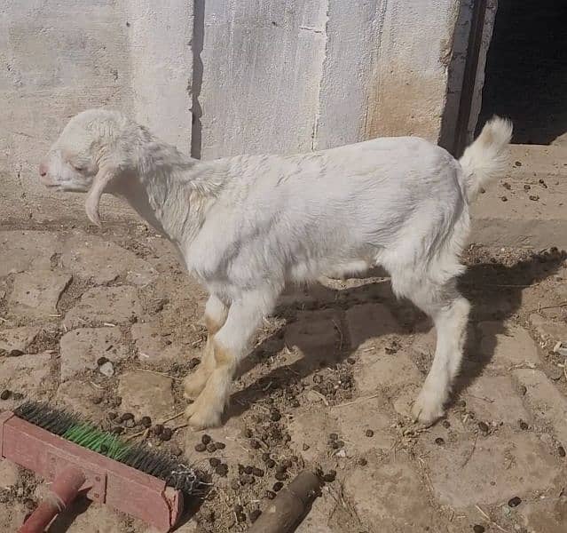 17 Healthy Teddy Goats - Farm Closing down sale 3