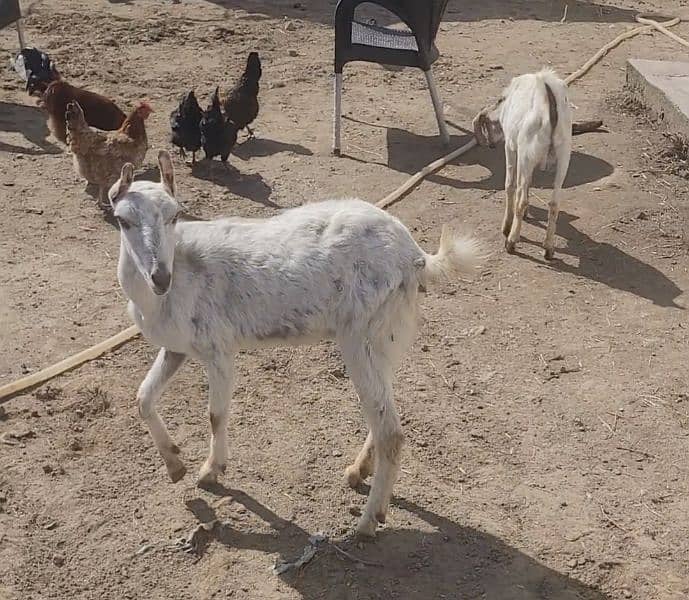 17 Healthy Teddy Goats - Farm Closing down sale 9