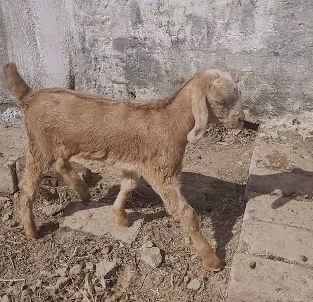 17 Healthy Teddy Goats - Farm Closing down sale 10