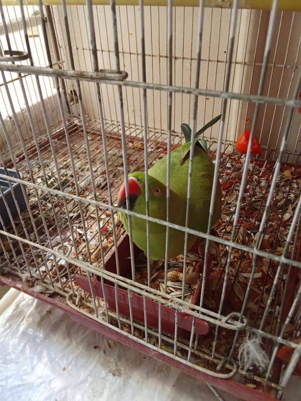 Ringneck male for sale 1