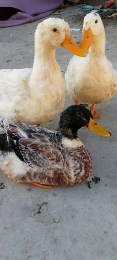 3 ducks For sale (Breeder)