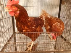 lahmon brown egg laying hens contact no 03153743994