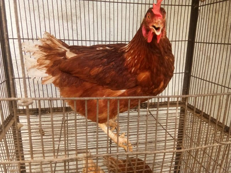 lahmon brown egg laying hens contact no 03153743994 1