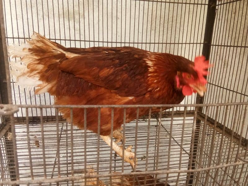 lahmon brown egg laying hens contact no 03153743994 2