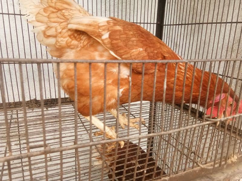 lahmon brown egg laying hens contact no 03153743994 3