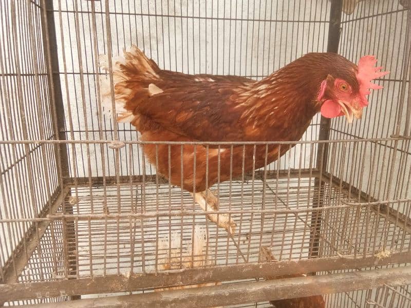 lahmon brown egg laying hens contact no 03153743994 4