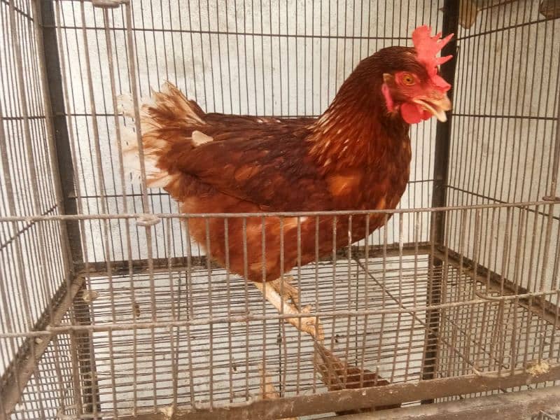 lahmon brown egg laying hens contact no 03153743994 5