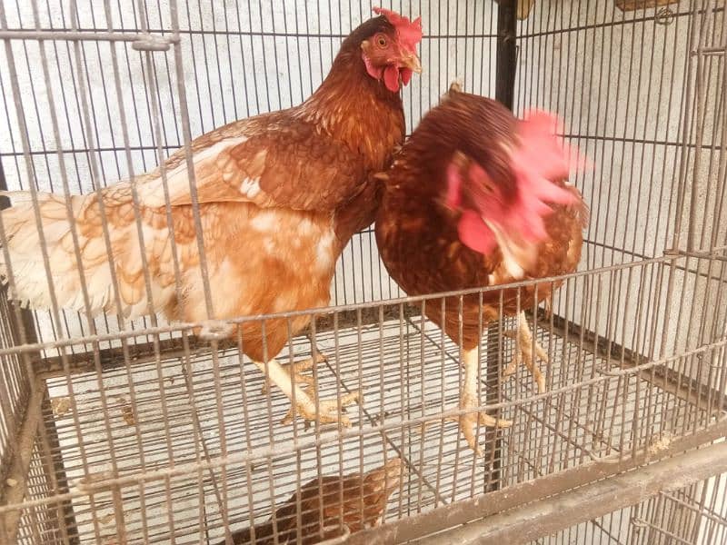 lahmon brown egg laying hens contact no 03153743994 6