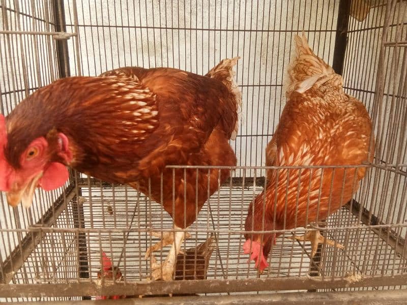 lahmon brown egg laying hens contact no 03153743994 7