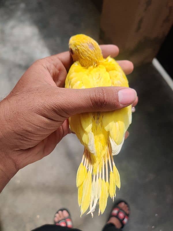 yellow chick 0