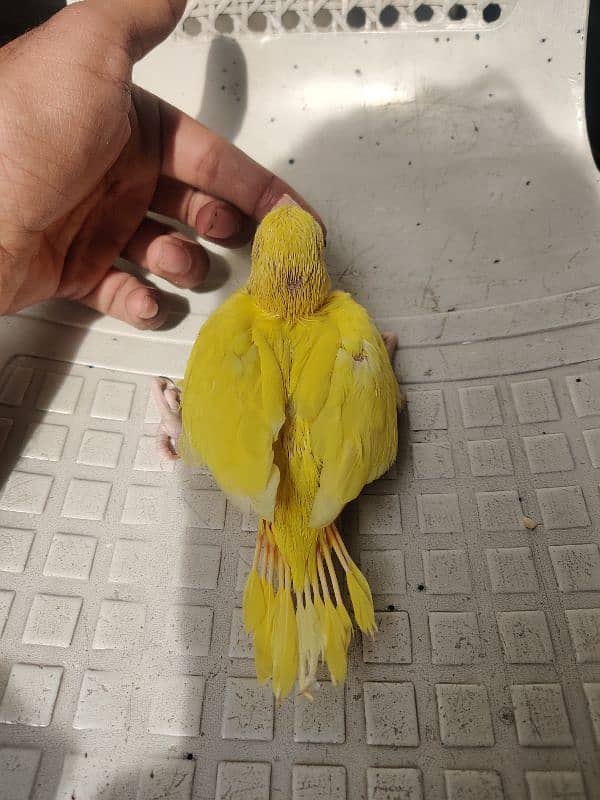 yellow chick 2