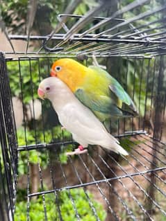 Full setup sale of lovebirds with cages