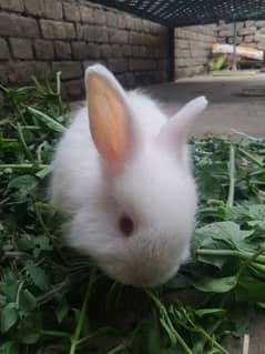 rabbit white English hangura read eyes