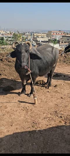 Buffalo with female calve