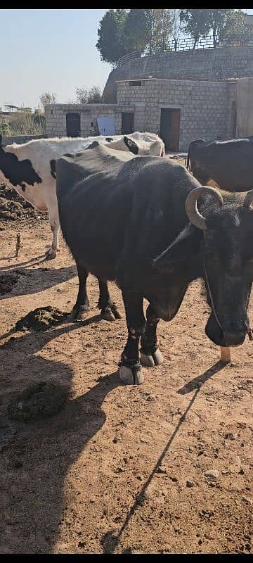 Buffalo with female calve 1