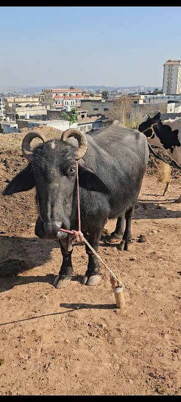 Buffalo with female calve 2