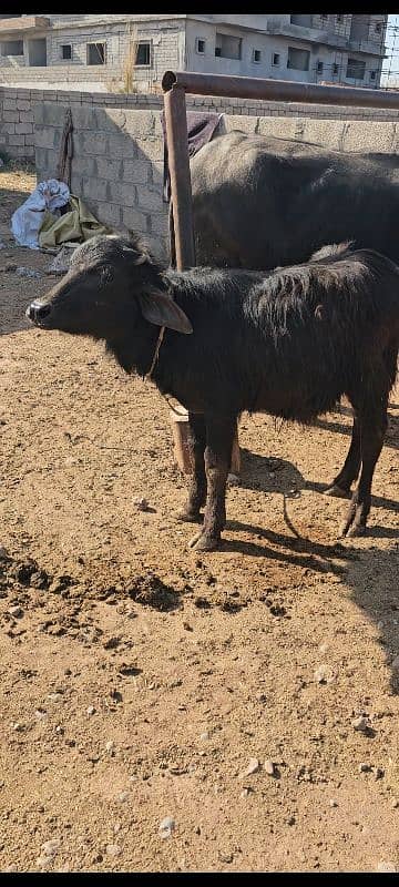 Buffalo with female calve 3