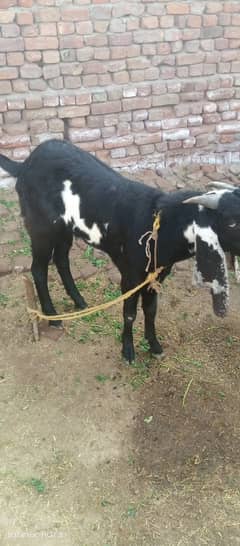 Male female goat for sale