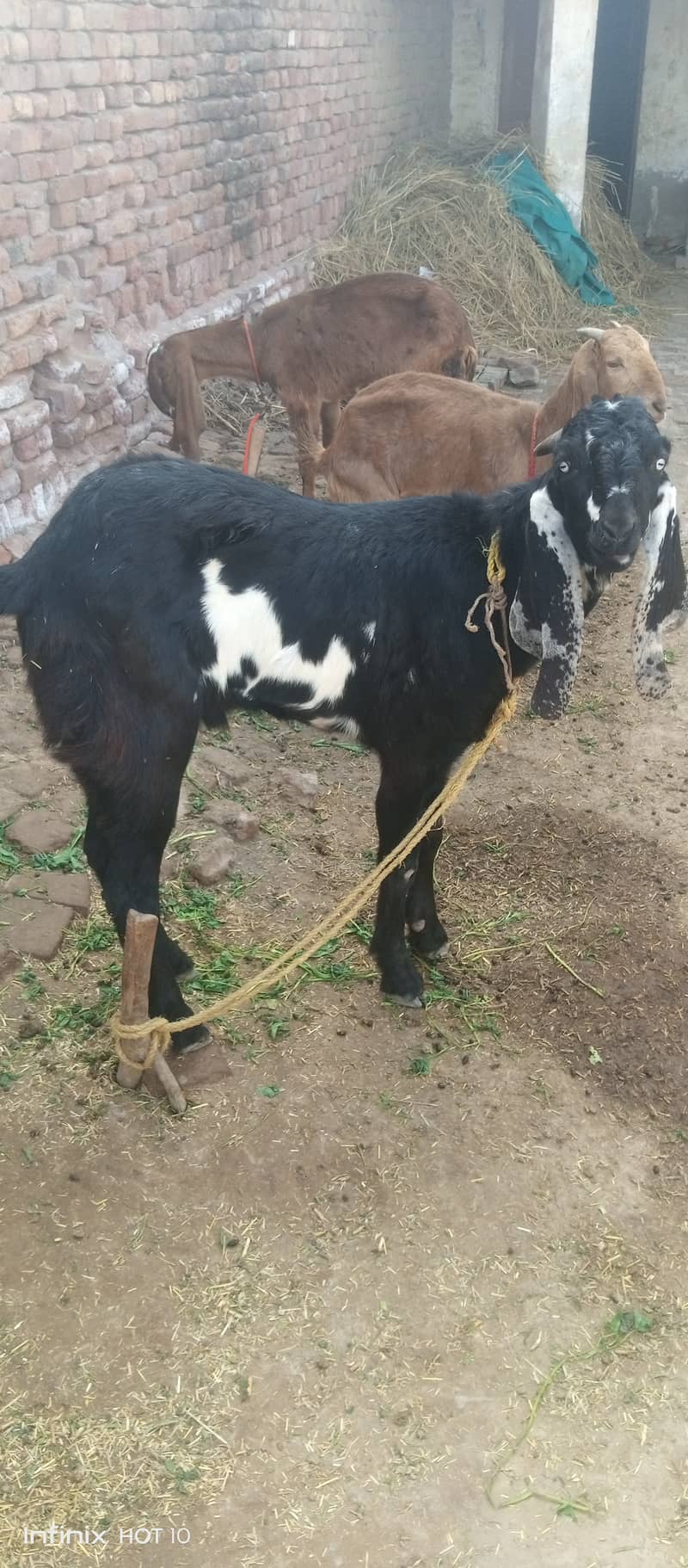 Male female goat for sale 1