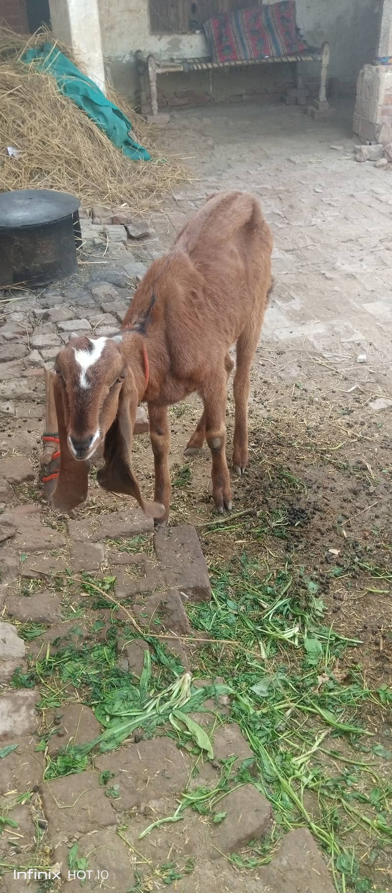 Male female goat for sale 3