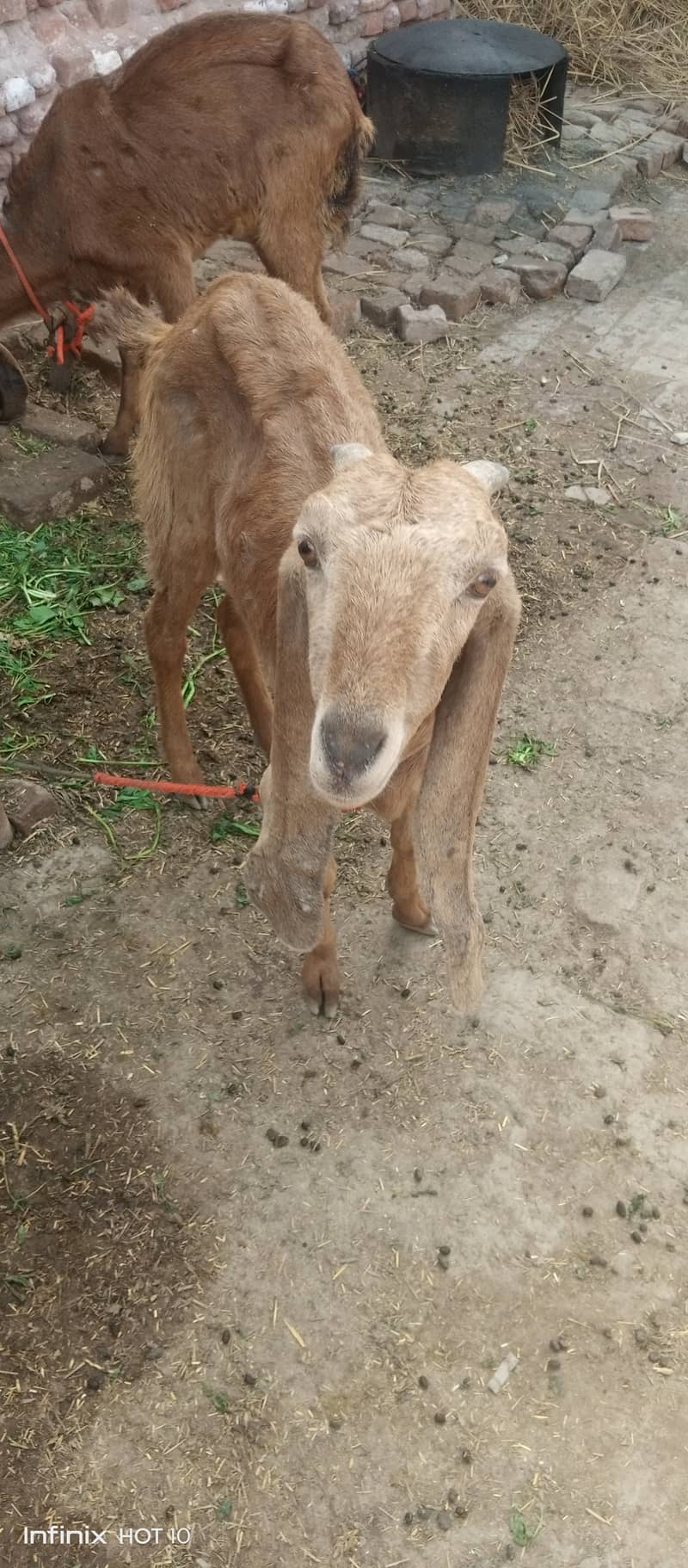 Male female goat for sale 5