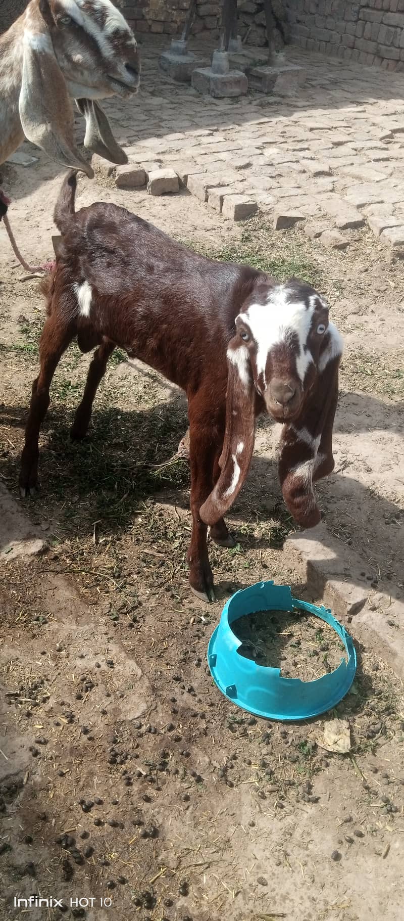 Male female goat for sale 6