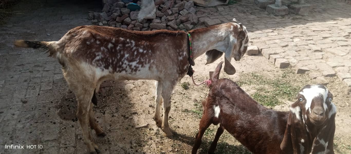 Male female goat for sale 7