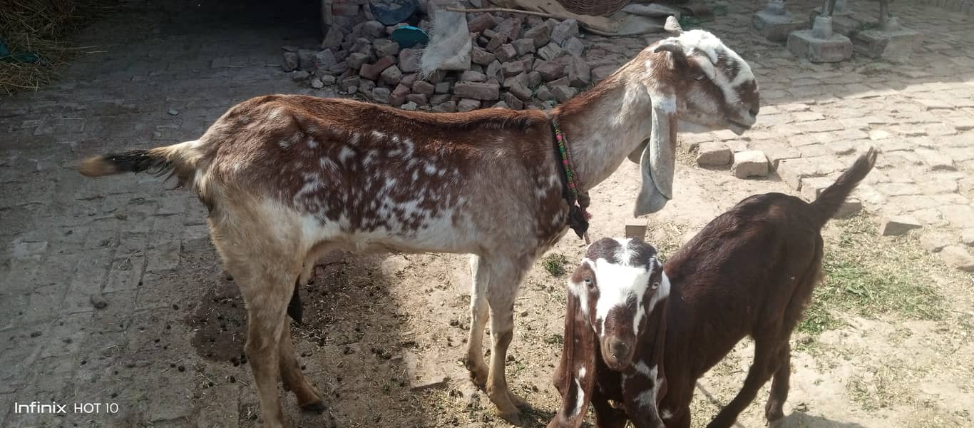 Male female goat for sale 8