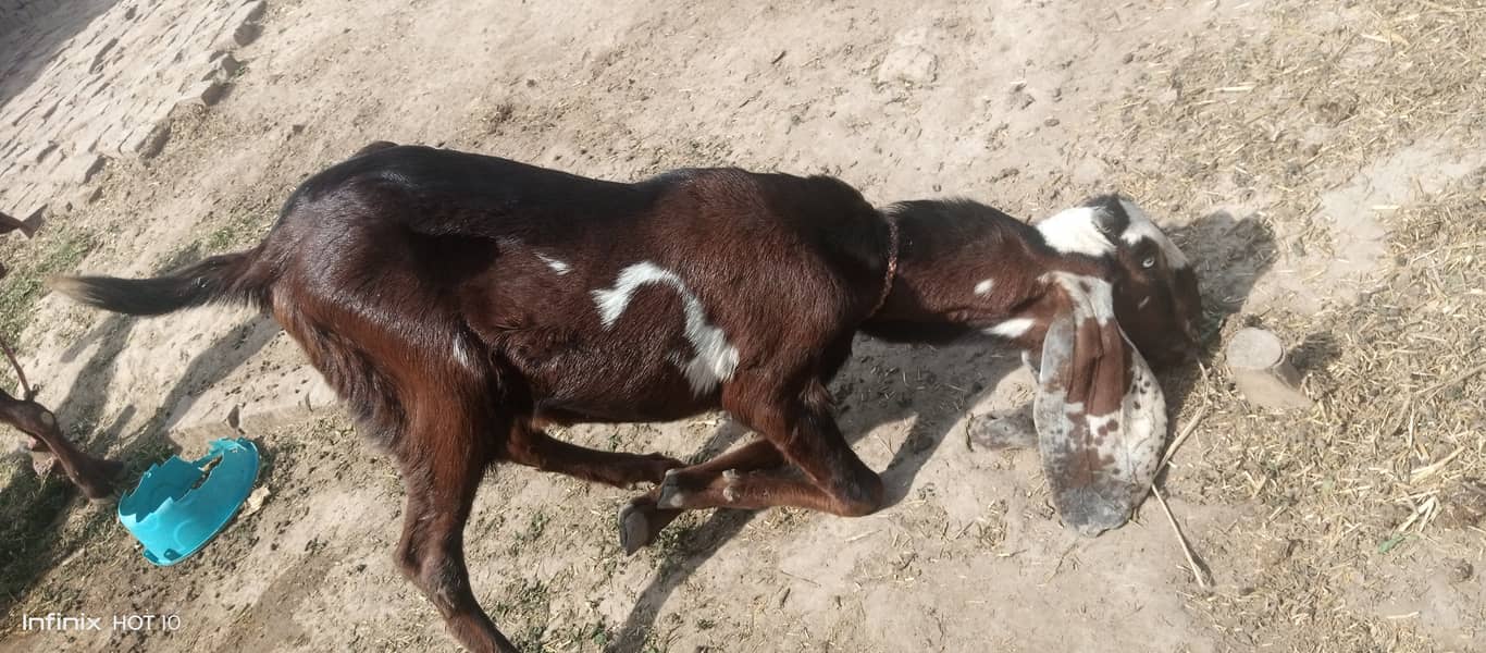 Male female goat for sale 9