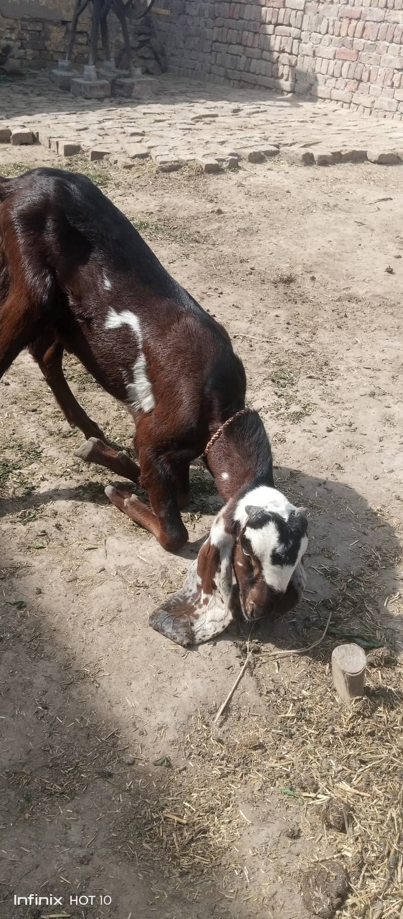 Male female goat for sale 10