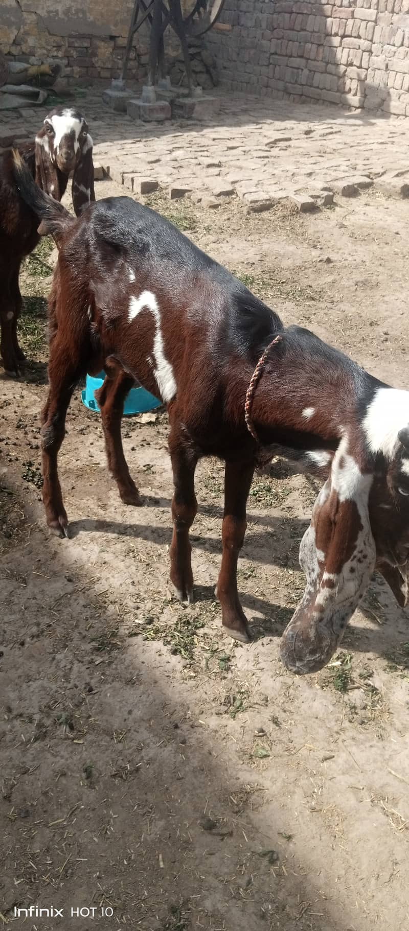 Male female goat for sale 11