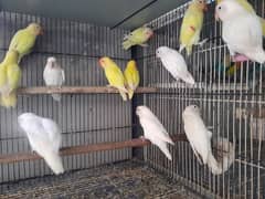 Love Birds For Sale in Ressonable price