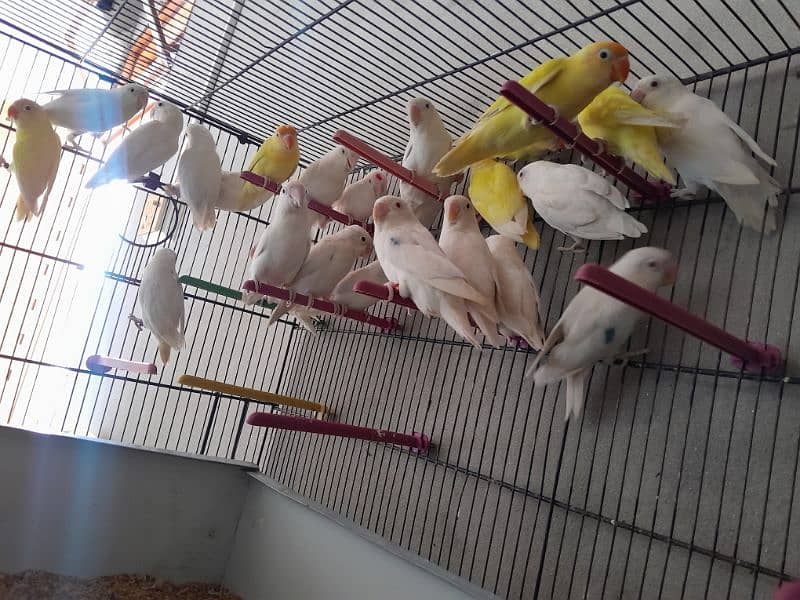 Love Birds For Sale in Ressonable price 1