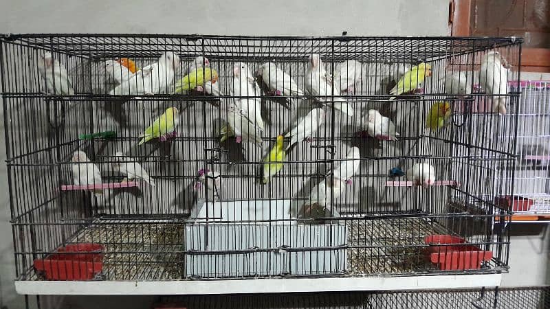 Love Birds For Sale in Ressonable price 2