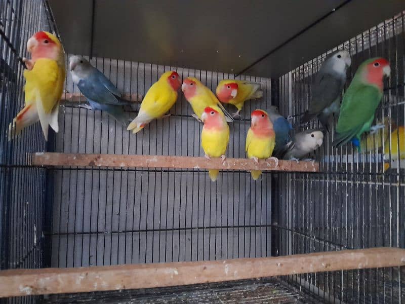 Love Birds For Sale in Ressonable price 3