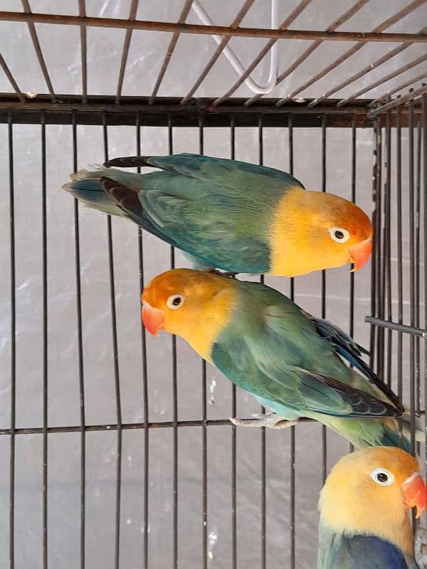 Love Birds For Sale in Ressonable price 4