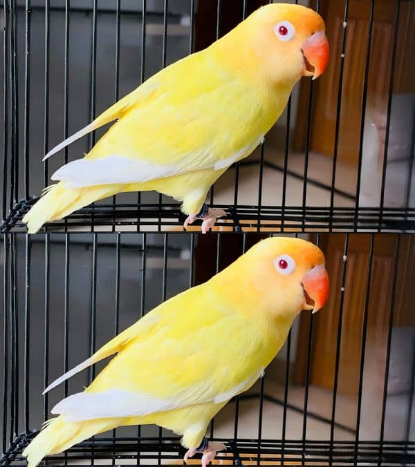 Cremino Breeder Pair | Cremino love birds | love birds Pair 1