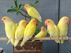 Cremino Breeder Pair | Cremino love birds | love birds Pair