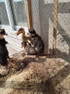 3 female 1 male duck chick for sale