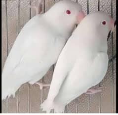 Albino Red Eyes Breeder pairs