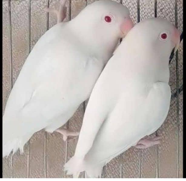 Albino Red Eyes Breeder pairs 0