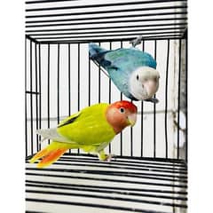 Roseicolli Opaline breeder Pair