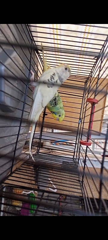 budgie breeders pair 0