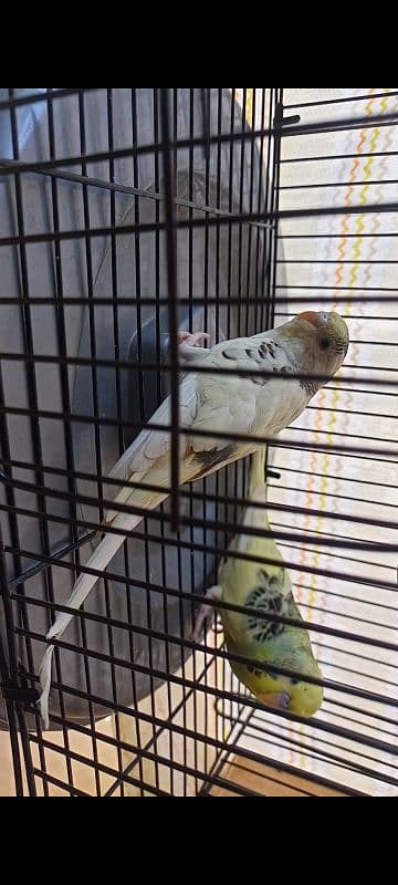 budgie breeders pair 1