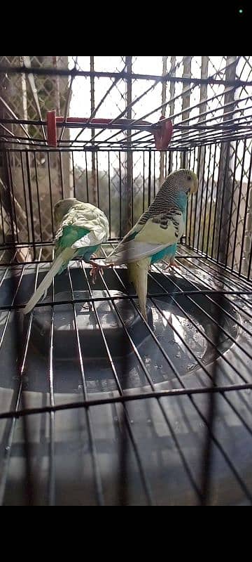 budgie breeders pair 2